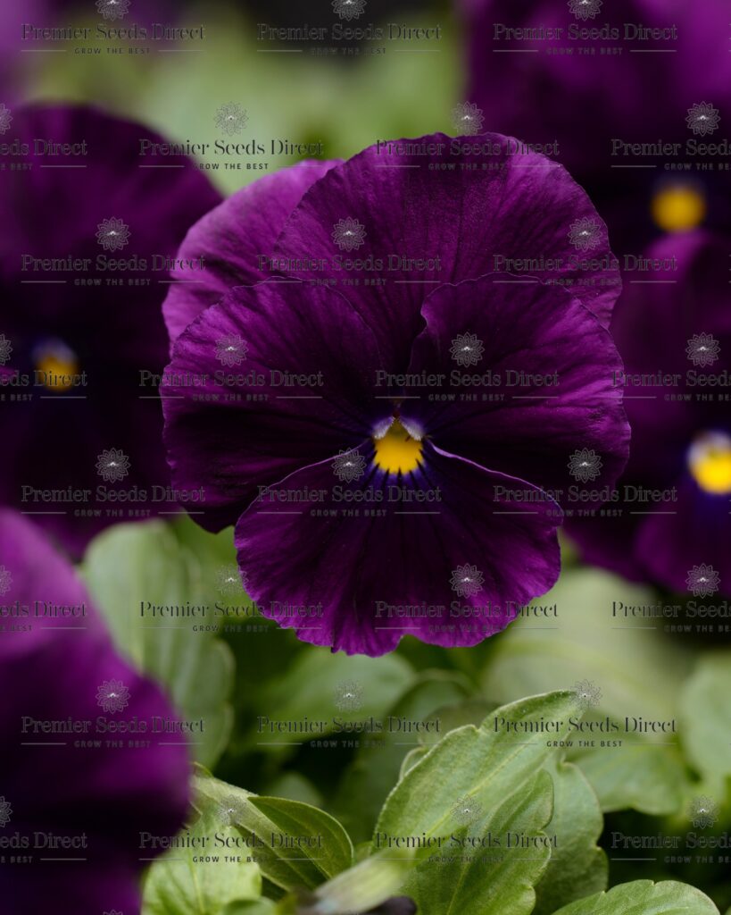 Pansy Trailing Winter Flowering Cool Wave Purple Flowers Premier