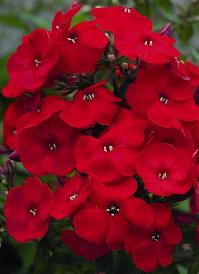 Phlox Scarlet Beauty Flowers Premier Seeds Direct ltd
