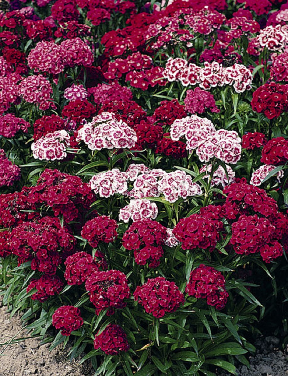 Thompson & Morgan National Trust 400 seed Sweet William Indian Carpet Mixed 