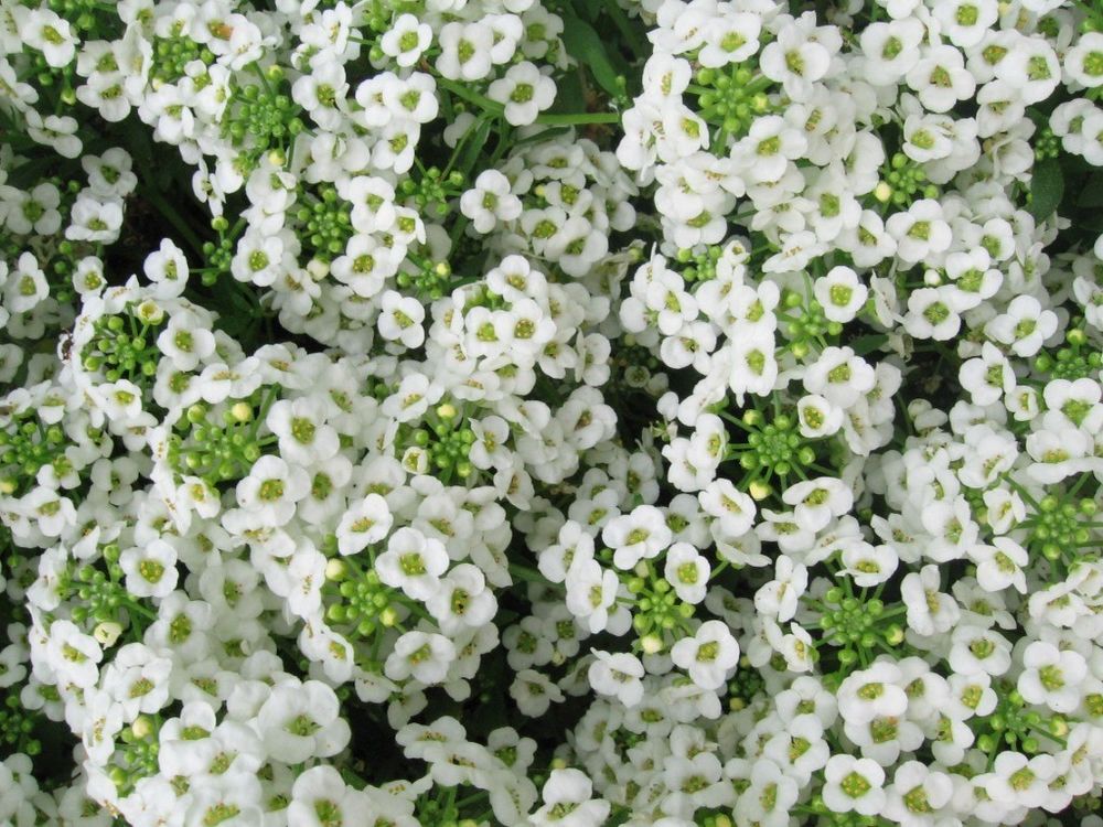 Alyssum Carpet of Snow Flowers Alyssum Premier Seeds Direct Ltd.