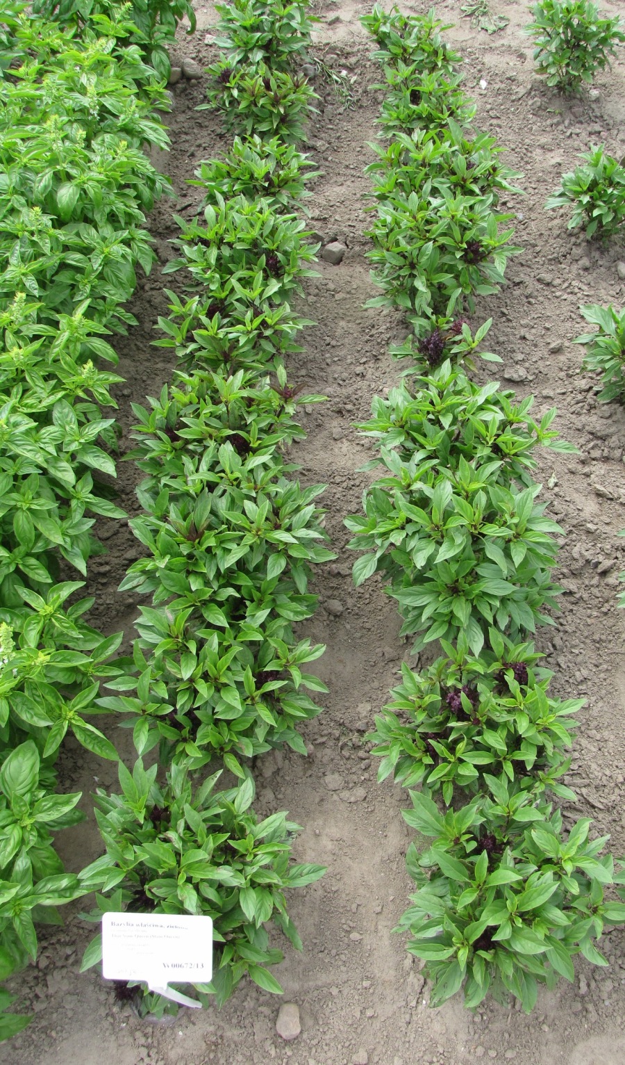 Herb Basil Thai Siam Queen HERB PREMIER SEEDS DIRECT LTD