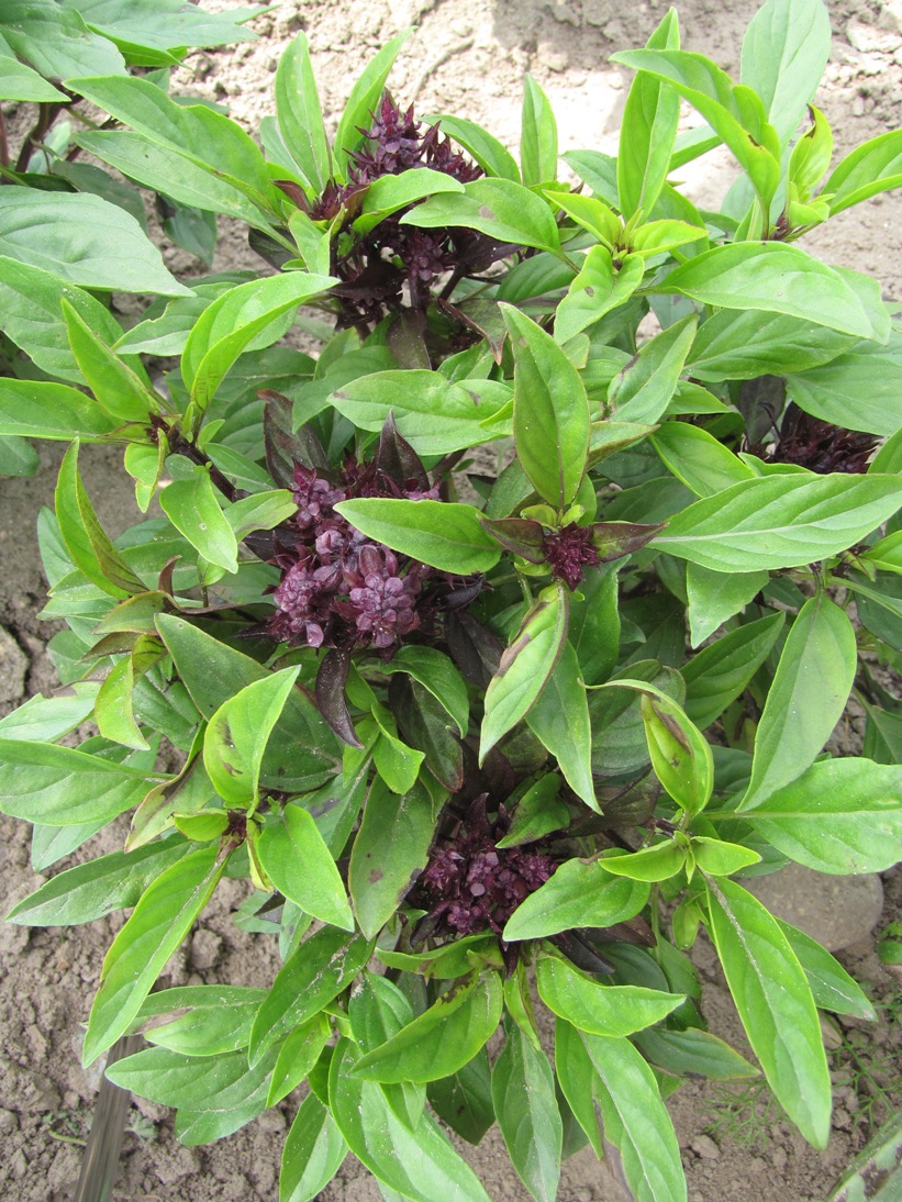 Herb Basil Thai Siam Queen HERB PREMIER SEEDS DIRECT LTD