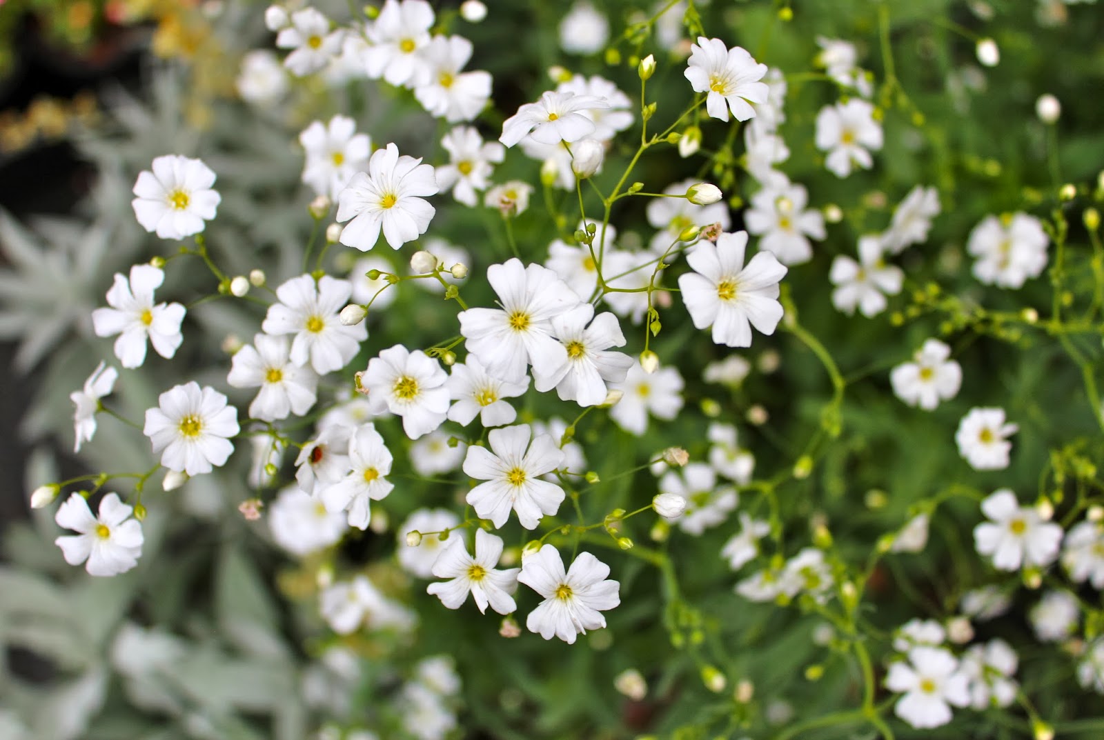 Perennial Gypsophila Single Alba Flowers Premier Seeds Direct ltd