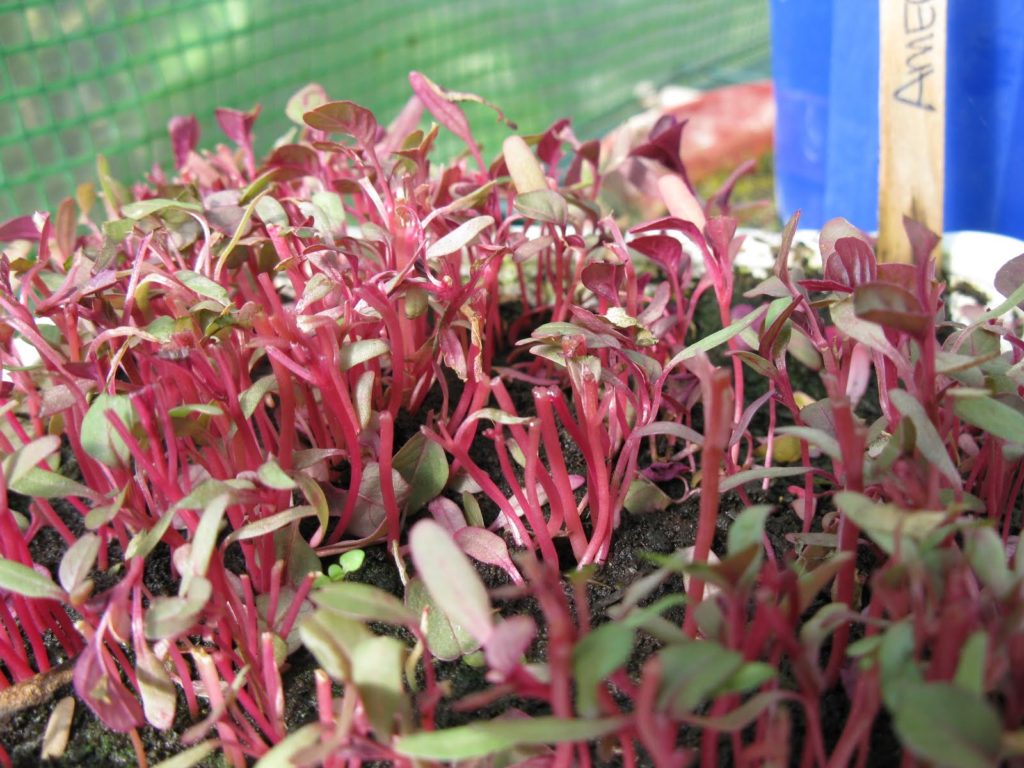 sprouting amaranth Premier Seeds Direct