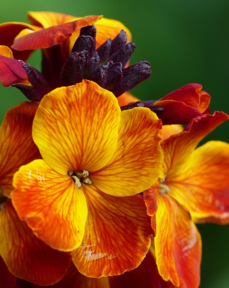 Wallflower English Fire King Flowers Wallflowers English Premier Seeds Direct Ltd.