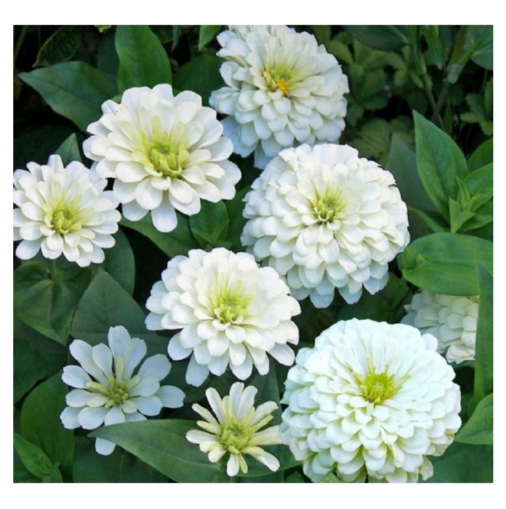 Zinnia Giant Polar Bear Flowers Zinnia Premier Seeds Direct Ltd.
