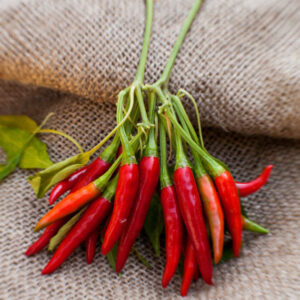 Thai Dragon Chili Seeds HOT Chilli Pepper 100 seeds Liveseeds 