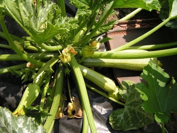 ITALIAN COURGETTE - GENOVESE - 20 SEEDS (ORGANIC)