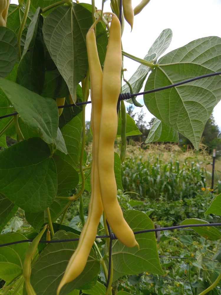 VEGETABLE CLIMBING GOLDEN YELLOW BEAN NECKARGOLD Bean Premier Seeds
