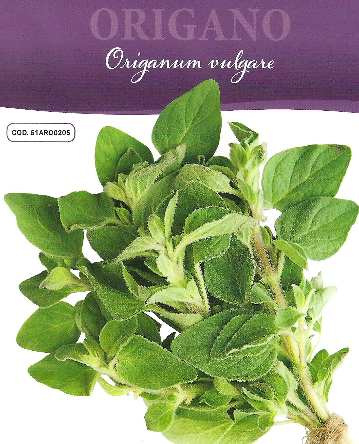 Pictorial Packet HERB OREGANO Premier Seeds Direct