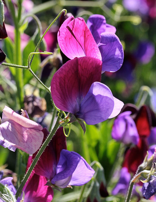 sweet pea flower