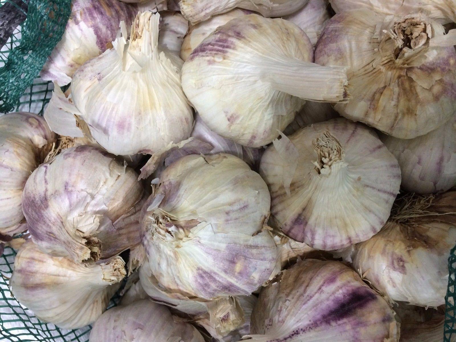  Premier Seeds Direct