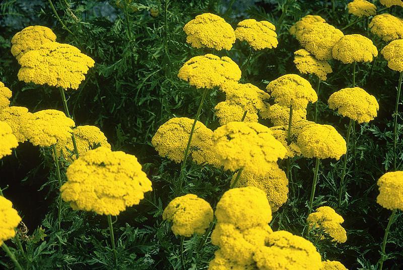ACHILLEA FILIPENDULINA CLOTH OF GOLD Premier Seeds Direct