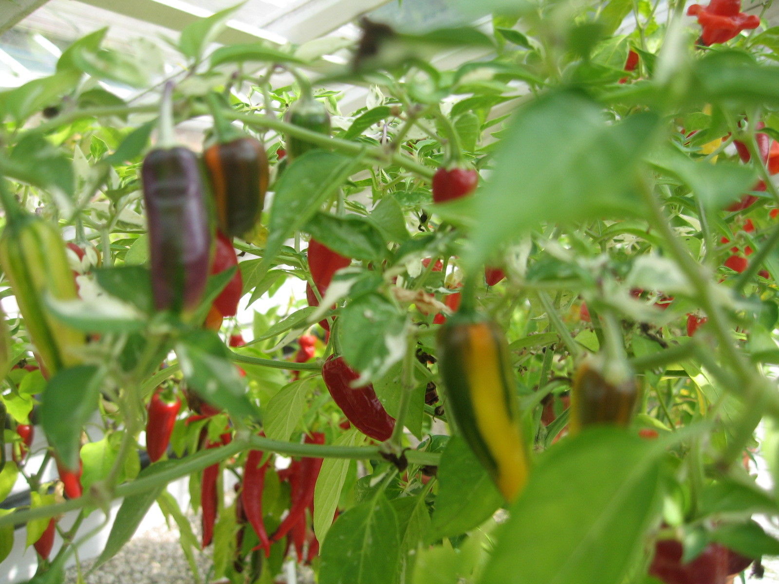 Hot Chilli Pepper Fish Pepper Hot Premier Seeds Direct ltd