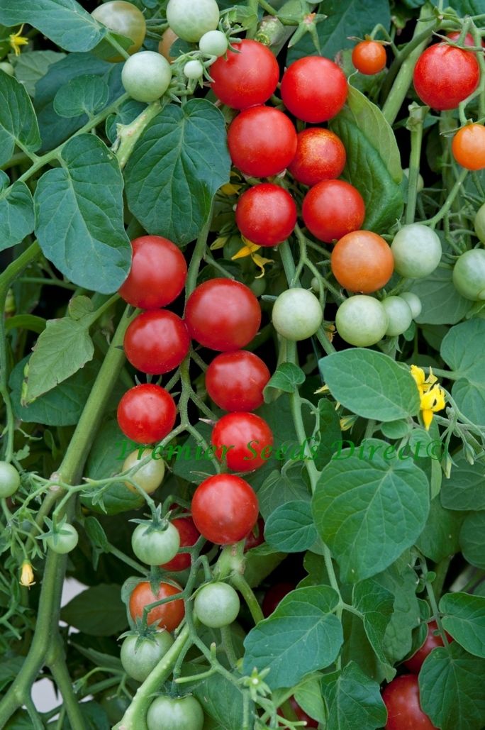  Premier Seeds Direct