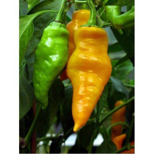 VEGETABLE HOT CHILLI PEPPER MONKEY FACE YELLOW | Pepper Hot | Premier