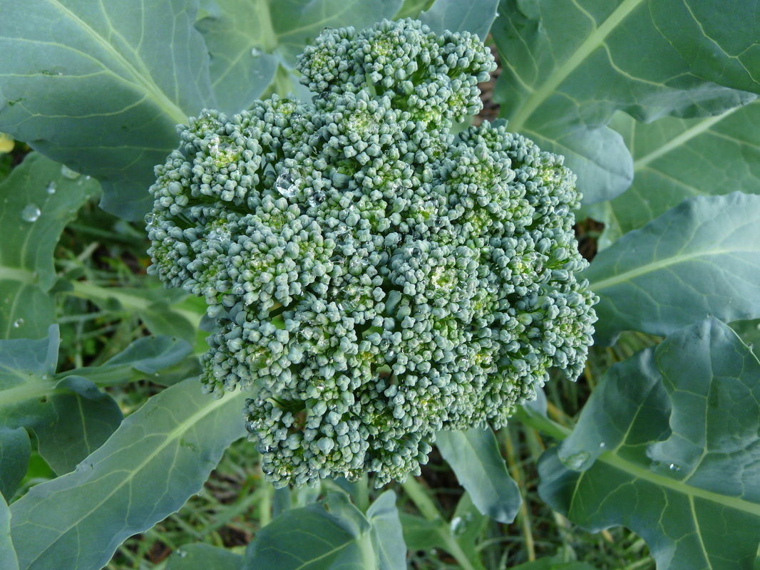 Broccoli De Ciccio Heirloom Broccoli Premier Seeds Direct ltd