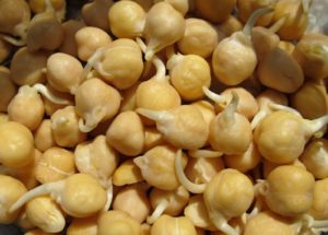 SPROUTING CHICK PEA VEGETABLE
