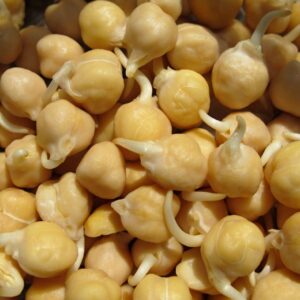 SPROUTING CHICK PEA VEGETABLE