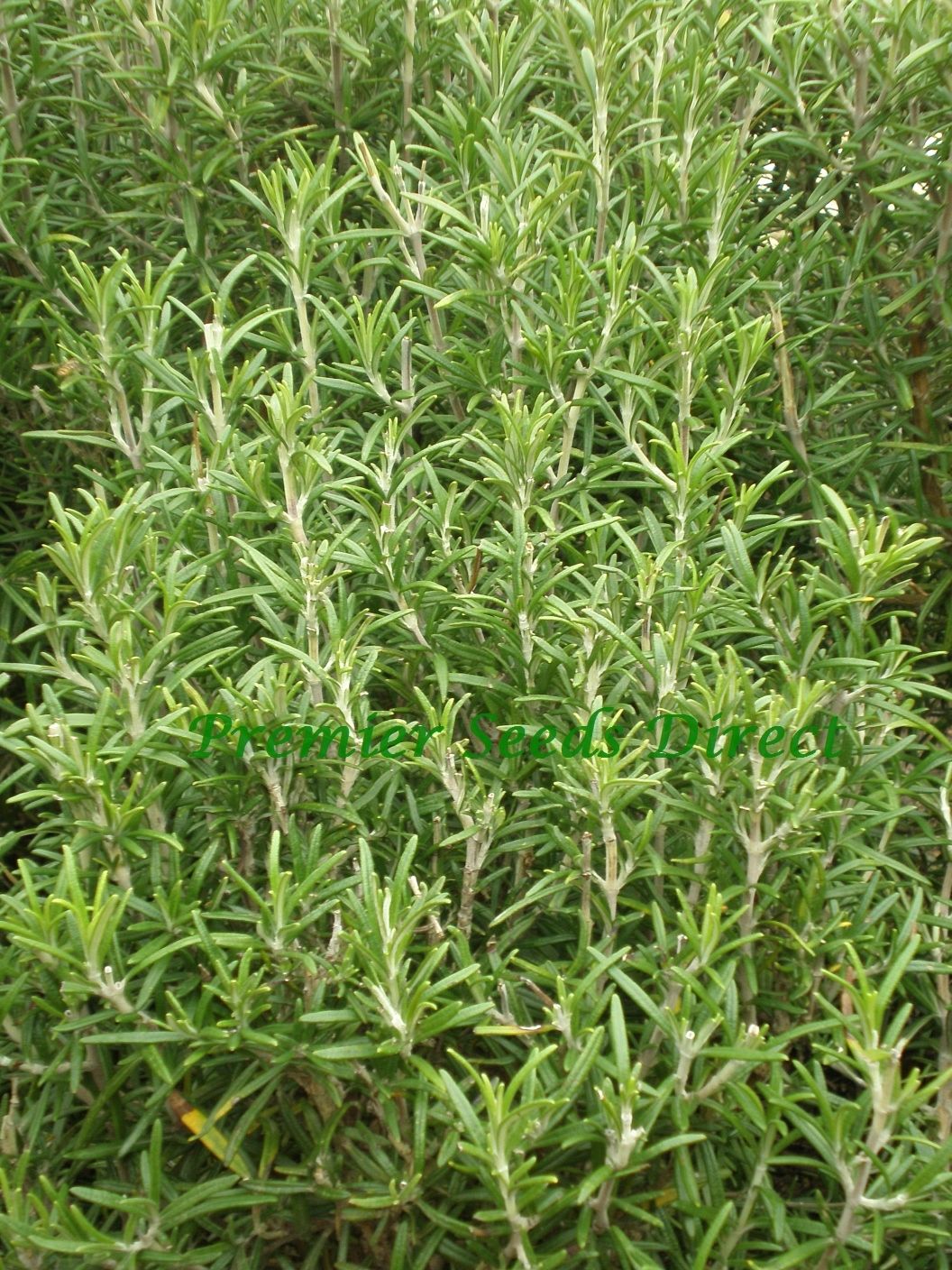 Herb Rosemary Herbs Premier Seeds Direct ltd