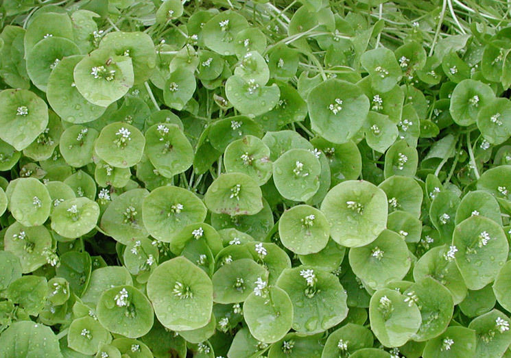 Herb Claytonia Perfollata Miners Lettuce Herbs Premier Seeds Direct ltd