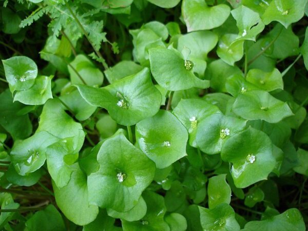 Herb Claytonia Perfollata - Miners Lettuce