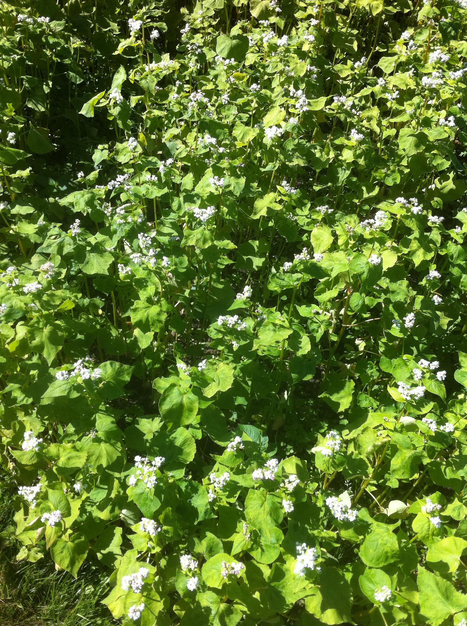Buckwheat Green Manure Green Manure Premier Seeds Direct ltd