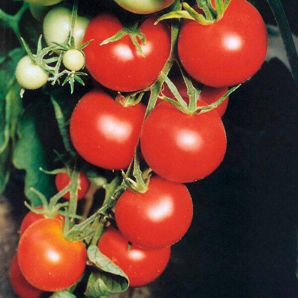 TOMATO TAMINA | Tomato | Premier Seeds Direct Ltd