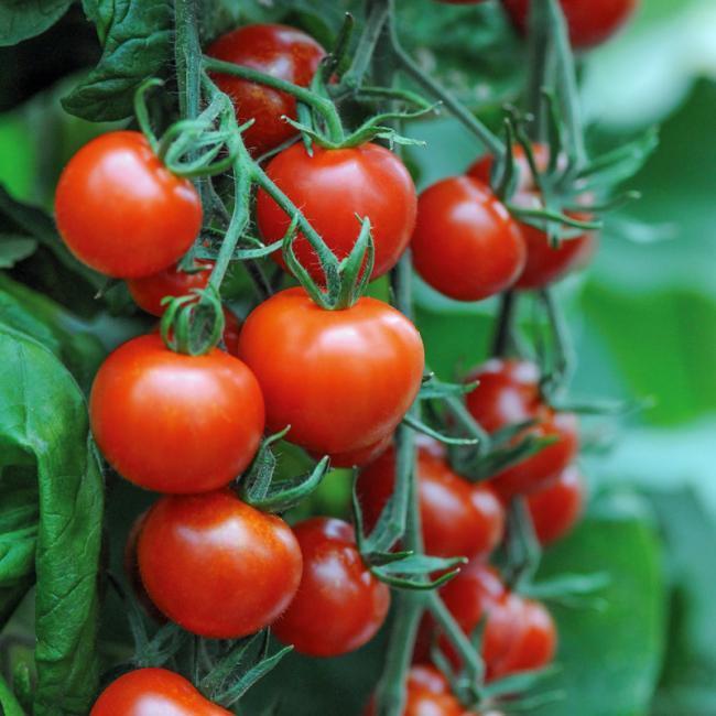 TOMATO MOUNTAIN MAGIC F1 Tomato Premier Seeds Direct ltd
