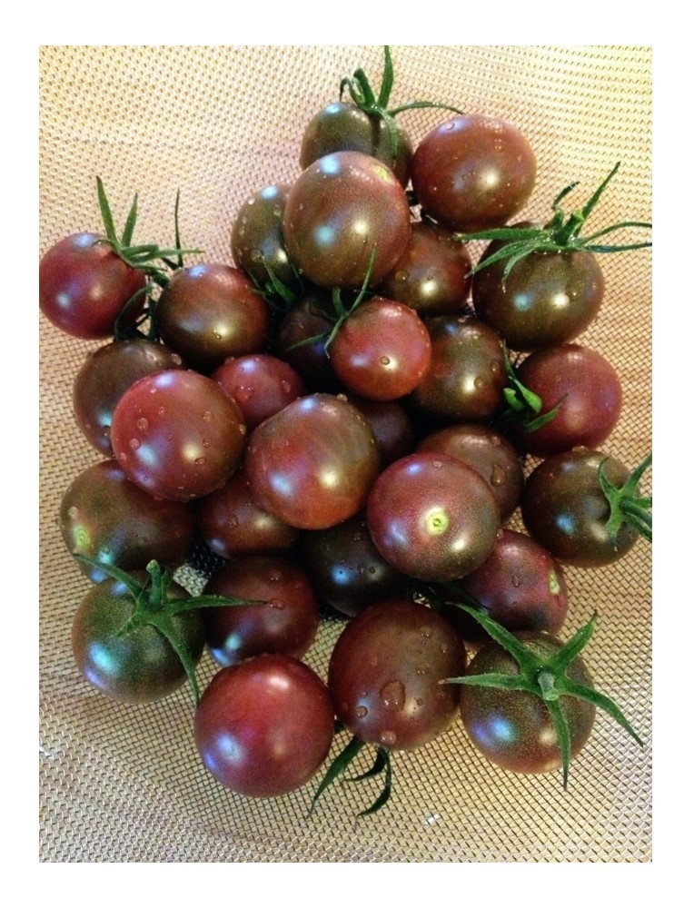 Organic Tomato Chocolate Cherry Premier Seeds Direct