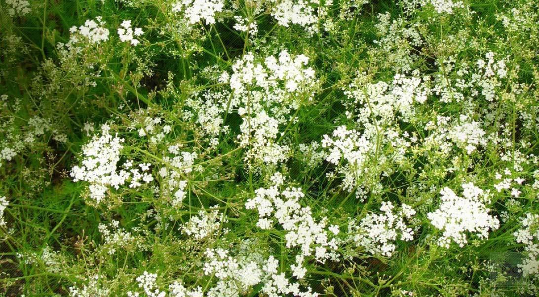 HERB CUMIN – CUMINUM CYMINUM – Premier Seeds Direct