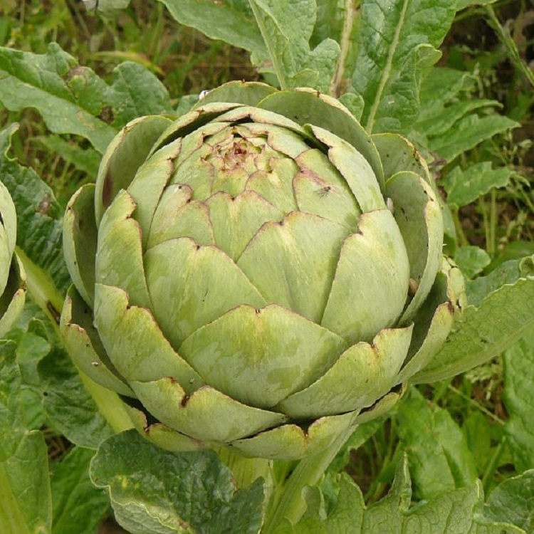 ARTICHOKE GROS VERT DE LAON ARTICHOKE Premier Seeds Direct ltd