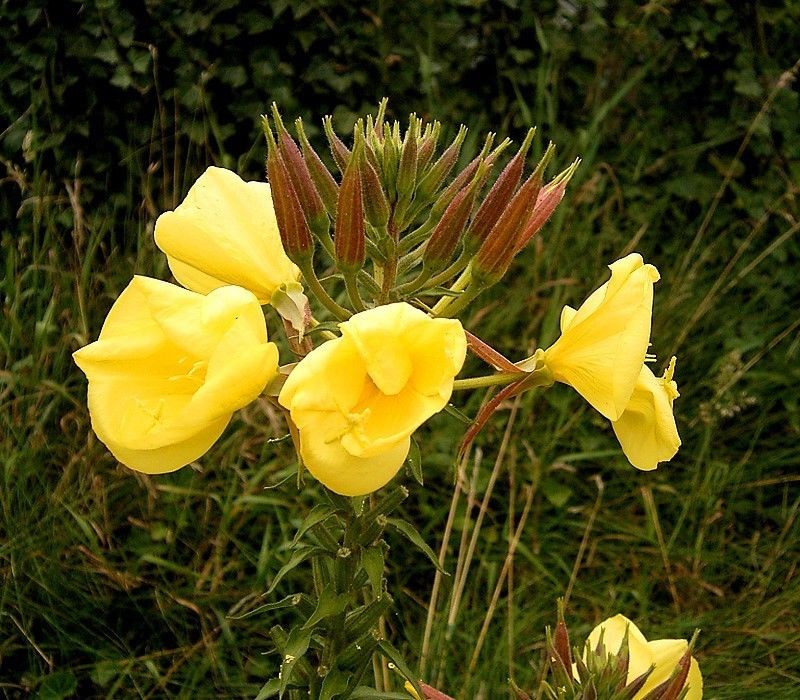 OENOTHERA LAMARCKIANA – Premier Seeds Direct