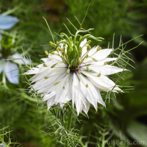 FLOWER NIGELLA LOVE IN A MIST - WHITE