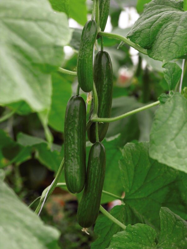 Organic CUCUMBER PASSANDRA F1 GREENHOUSE Organic Cucumber Premier Organic CUCUMBER PASSANDRA F1 GREENHOUSE Organic Cucumber Premier