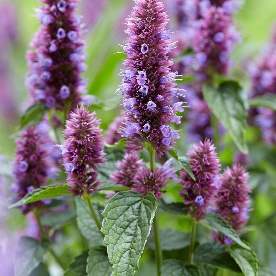Agastache Mexicana Lavender Blue Perennial flower 1200 SEEDS GIANT HYSSOP