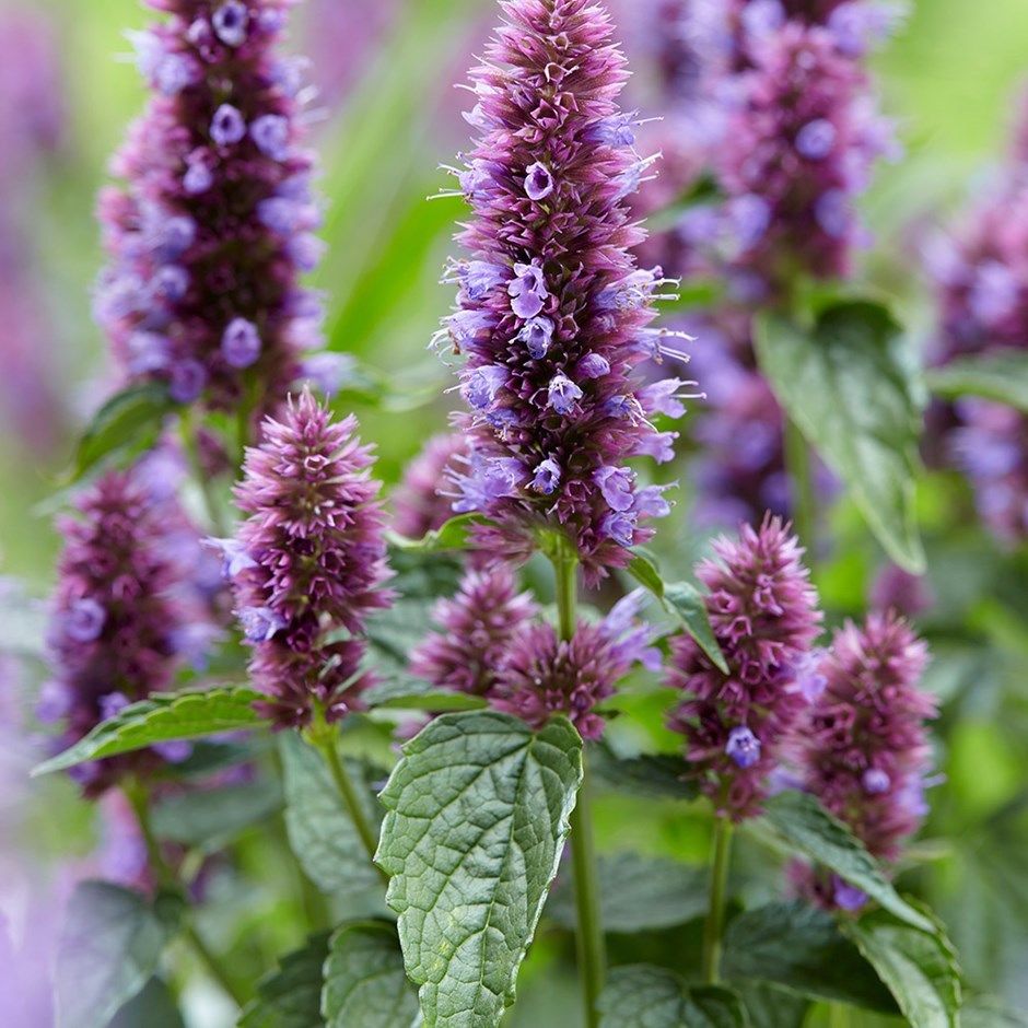 Agastache Lavender Blue