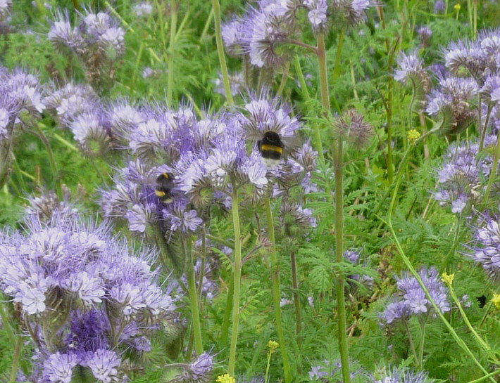 PREMIER SEEDS DIRECT Green Manure 500 Gram Seeds PHACELIA TANACETIFOLIA PREMIER SEEDS DIRECT Green Manure 500 Gram Seeds PHACELIA TANACETIFOLIA