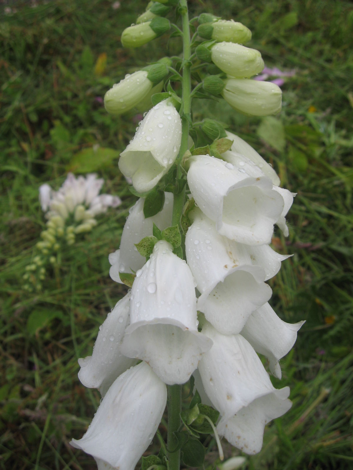 Digitalis Foxglove Alba White / Foxgloves / Digitalis / PremierSeedsDirect
