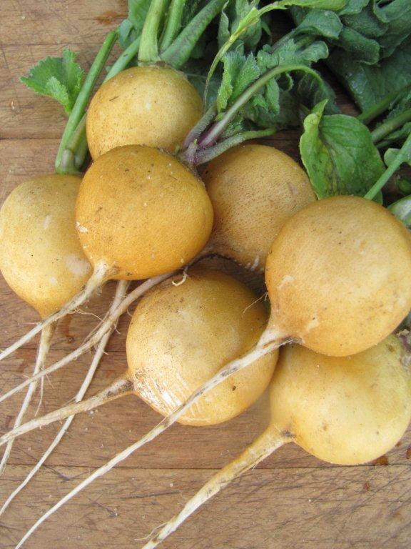 VEGETABLE RADISH ZLATA YELLOW Premier Seeds Direct