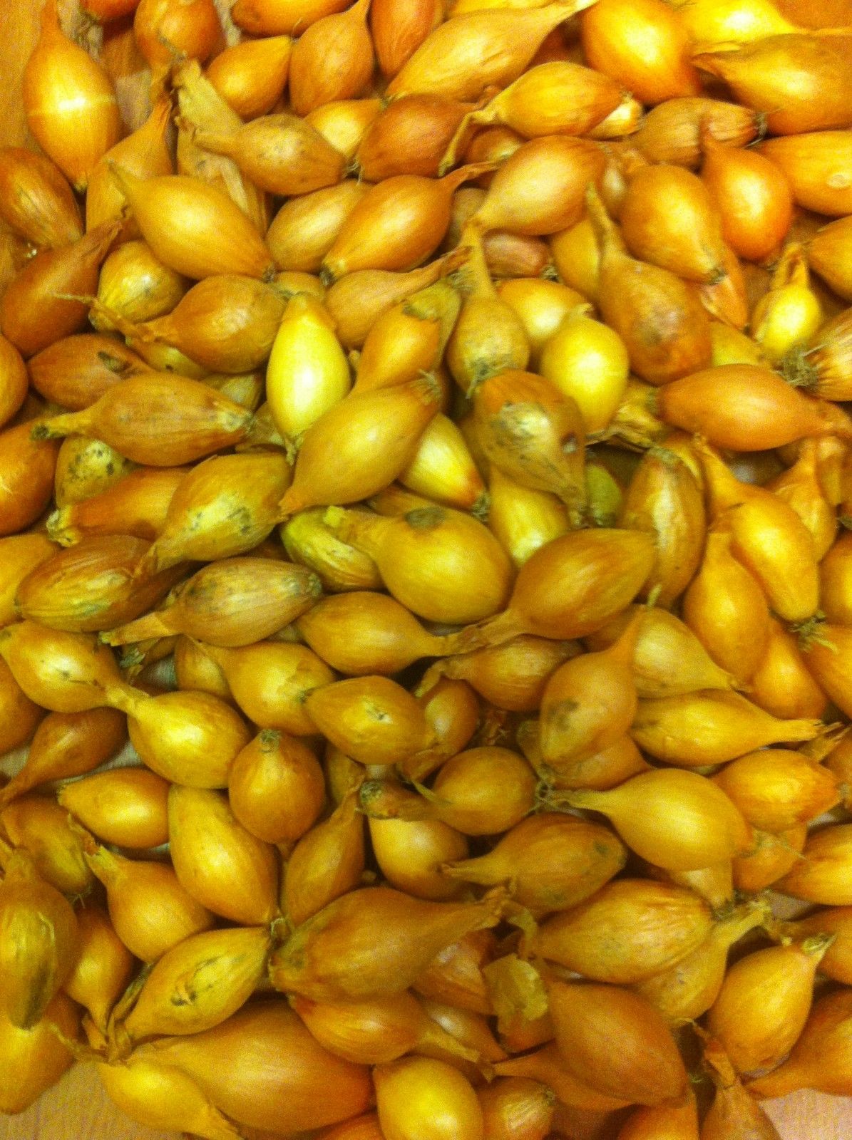 ONION SETS STURON new Premier Seeds Direct