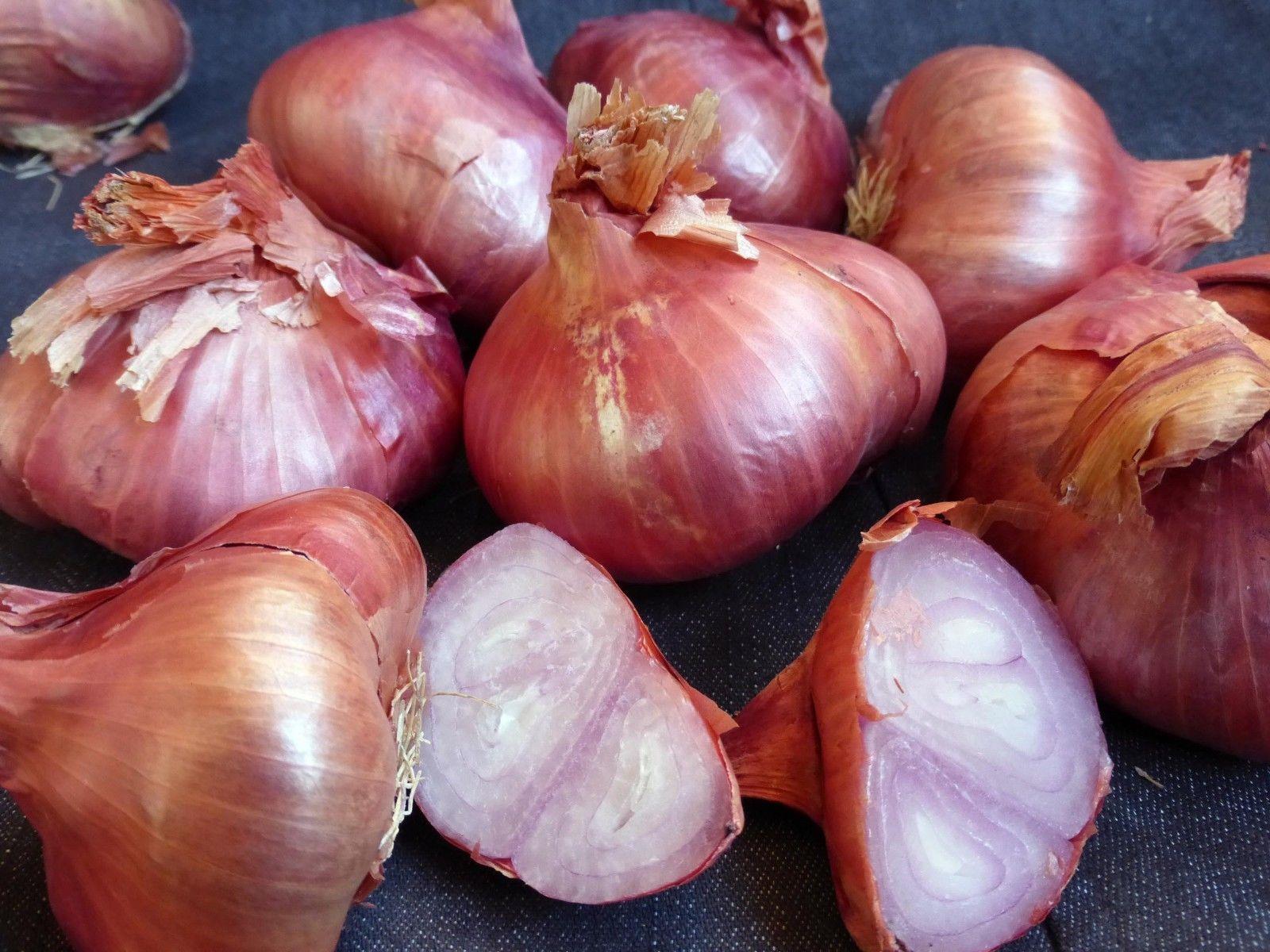 SHALLOT SETS BIZTRO RED Premier Seeds Direct