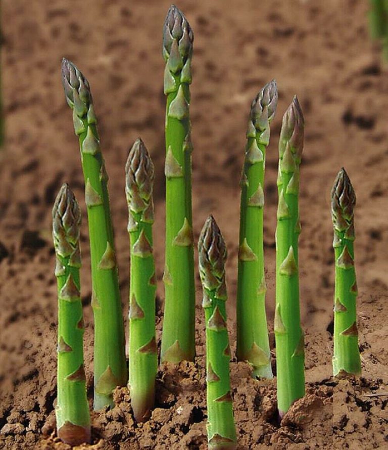 VEGETABLE ASPARAGUS UC 157 F2 ASPARAGUS Premier Seeds Direct ltd