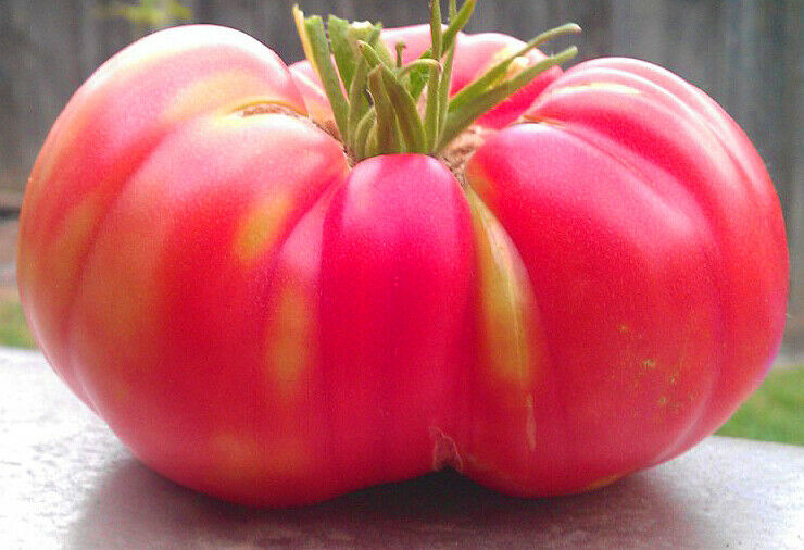 Tomato Brandywine Pink Premier Seeds Direct