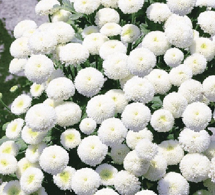 FLOWER CHRYSANTHEMUM SNOW BALL/ CHRYSANTHEMUM / PremierSeedsDirect