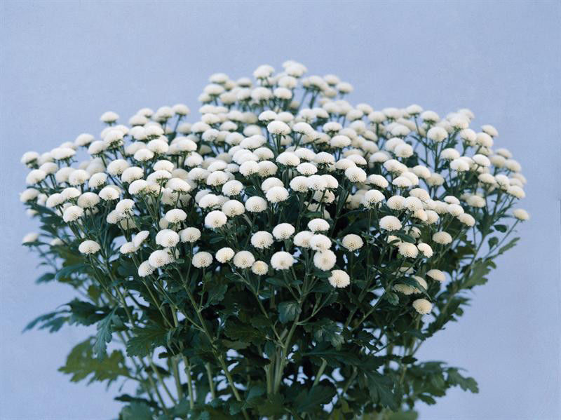 FLOWER CHRYSANTHEMUM SNOW BALL/ CHRYSANTHEMUM / PremierSeedsDirect