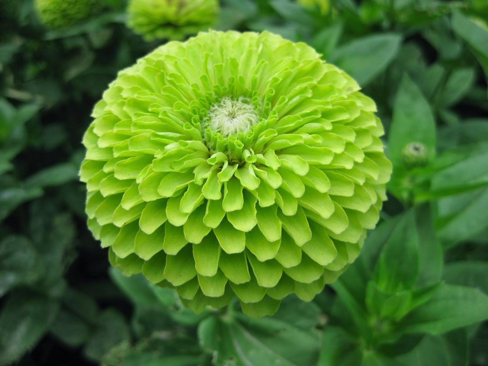 FLOWER ZINNIA GIANT ENVY Zinnia Premier Seeds Direct ltd