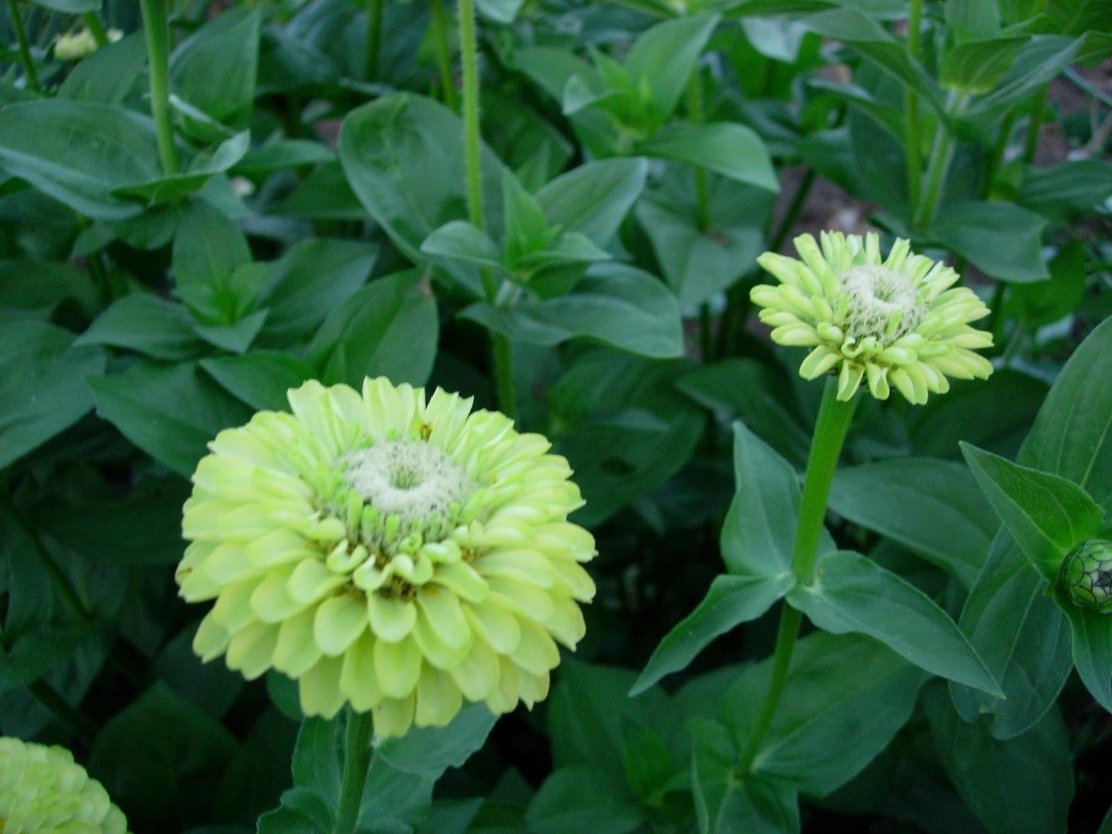 FLOWER ZINNIA GIANT ENVY | Zinnia | Premier Seeds Direct ltd