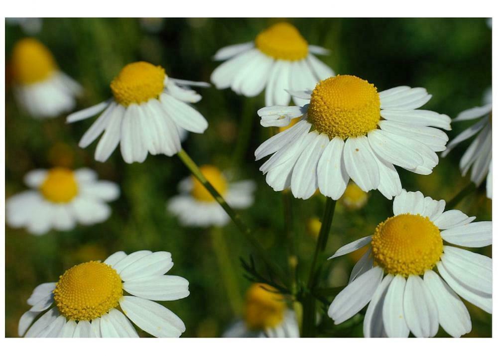 Herb German Chamomile Matricaria Recuita Premier Seeds Direct