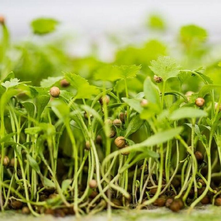 Microgreen Seeds Coriander Organic Split Seeds Premier Seeds Direct